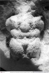 Historisches Foto von Bucculentum bachmayeri (Schweitzer & Feldmann, 2009) (NHMW-AFW-GEO-BACHMAYER-FOTO-1990-0041-3376)